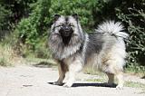 SPITZ LOUP 014